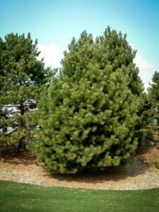 Сосна Чёрная (Pinus Nigra) купить по цене от 270.00р. в интернет-магазине «Посадика» с доставкой почтой в в Нижняя Салдае и по всей России – [изображение №1].