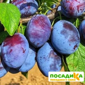 Слива Чачакская ранняя купить по цене от 229.00р. в интернет-магазине «Посадика» с доставкой почтой в в Нижняя Салдае и по всей России – [изображение №1].