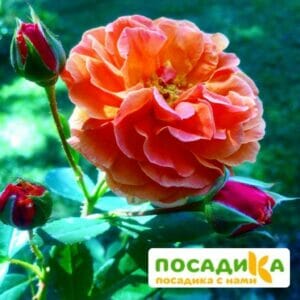 Роза Арабия купить по цене от 350.00р. в интернет-магазине «Посадика» с доставкой почтой в в Нижняя Салдае и по всей России – [изображение №1].