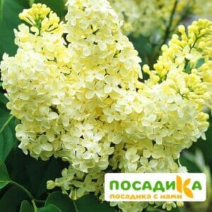 Сирень Примроуз (Primrose) купить по цене от 529.00р. в интернет-магазине «Посадика» с доставкой почтой в в Нижняя Салдае и по всей России – [изображение №1].