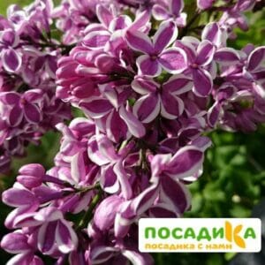 Сирень Сенсация купить по цене от 529.00р. в интернет-магазине «Посадика» с доставкой почтой в в Нижняя Салдае и по всей России – [изображение №1].