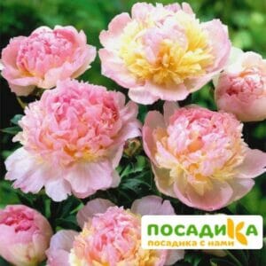 Пион Распберри Сандей (Paeonia Raspberry Sundae) купить по цене от 959р. в интернет-магазине «Посадика» с доставкой почтой в в Нижняя Салдае и по всей России – [изображение №1].