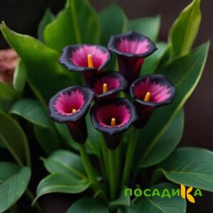 Калла Аура Лейс купить по цене от 400р. в интернет-магазине «Посадика» с доставкой почтой в в Нижняя Салдае и по всей России – [изображение №1].