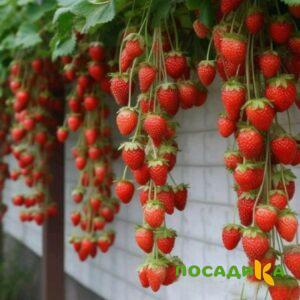 Клубника вьющаяся Комплимент купить по цене от 470р. в интернет-магазине «Посадика» с доставкой почтой в в Нижняя Салдае и по всей России – [изображение №1].