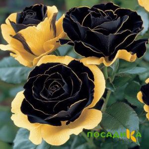 Роза Ханни Сикл купить по цене от 700р. в интернет-магазине «Посадика» с доставкой почтой в в Нижняя Салдае и по всей России – [изображение №1].