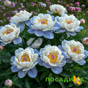 Пион акварельный Этюд купить по цене от 806р. в интернет-магазине «Посадика» с доставкой почтой в в Нижняя Салдае и по всей России – [изображение №1].