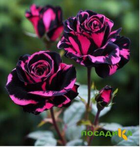 Роза Багровый Шепот купить по цене от 366р. в интернет-магазине «Посадика» с доставкой почтой в в Нижняя Салдае и по всей России – [изображение №1].
