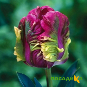 Тюльпан Экзотик Хэвен купить по цене от 186р. в интернет-магазине «Посадика» с доставкой почтой в в Нижняя Салдае и по всей России – [изображение №1].