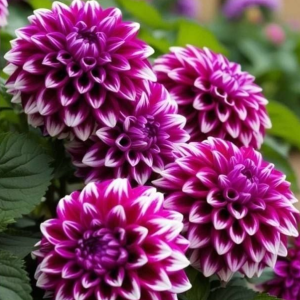 Георгин Кристал Корт купить по цене от 602р. в интернет-магазине «Посадика» с доставкой почтой в в Нижняя Салдае и по всей России – [изображение №1].