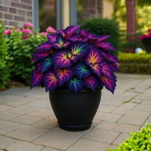 Хоста Фрости Блю купить по цене от 389р. в интернет-магазине «Посадика» с доставкой почтой в в Нижняя Салдае и по всей России – [изображение №1].