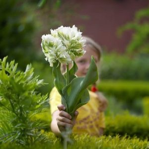 Тюльпан Супер Пэррот купить по цене от 360р. в интернет-магазине «Посадика» с доставкой почтой в в Нижняя Салдае и по всей России – [изображение №1].