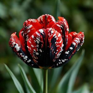 Тюльпан Вельвет Файер купить по цене от 394р. в интернет-магазине «Посадика» с доставкой почтой в в Нижняя Салдае и по всей России – [изображение №1].