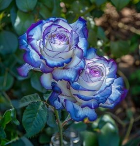 Роза Пэтолз Хоуп купить по цене от 333р. в интернет-магазине «Посадика» с доставкой почтой в в Нижняя Салдае и по всей России – [изображение №1].