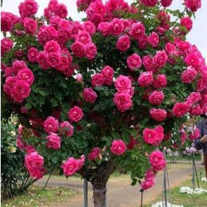 Роза Версаля купить по цене от 232р. в интернет-магазине «Посадика» с доставкой почтой в в Нижняя Салдае и по всей России – [изображение №1].