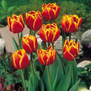 Тюльпан Блэк Фаер купить по цене от 275р. в интернет-магазине «Посадика» с доставкой почтой в в Нижняя Салдае и по всей России – [изображение №1].