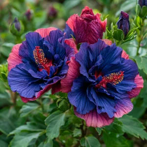 Гибискус Роуз Шайн купить по цене от 360р. в интернет-магазине «Посадика» с доставкой почтой в в Нижняя Салдае и по всей России – [изображение №1].