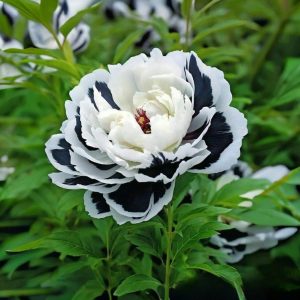 Пион Монохромный Шик купить по цене от 429р. в интернет-магазине «Посадика» с доставкой почтой в в Нижняя Салдае и по всей России – [изображение №1].