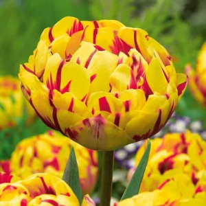 Тюльпан махровый Голден Ницц купить по цене от 361р. в интернет-магазине «Посадика» с доставкой почтой в в Нижняя Салдае и по всей России – [изображение №1].