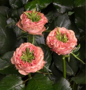 Роза Амбер Инчант купить по цене от 495р. в интернет-магазине «Посадика» с доставкой почтой в в Нижняя Салдае и по всей России – [изображение №1].