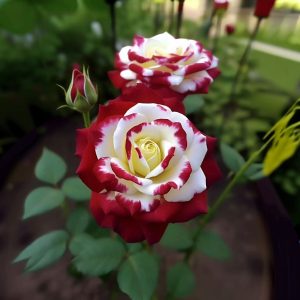 Роза Роял Глом купить по цене от 401р. в интернет-магазине «Посадика» с доставкой почтой в в Нижняя Салдае и по всей России – [изображение №1].