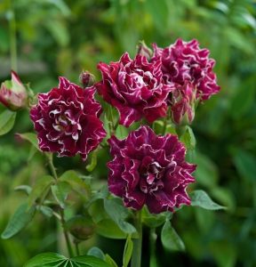 Роза Опаловый Пейзаж купить по цене от 490р. в интернет-магазине «Посадика» с доставкой почтой в в Нижняя Салдае и по всей России – [изображение №1].