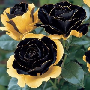 Роза Ханни Сикл купить по цене от 700р. в интернет-магазине «Посадика» с доставкой почтой в в Нижняя Салдае и по всей России – [изображение №1].