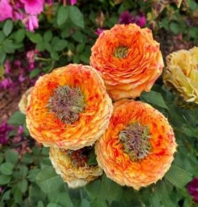 Роза Золотой Мираж купить по цене от 420р. в интернет-магазине «Посадика» с доставкой почтой в в Нижняя Салдае и по всей России – [изображение №1].