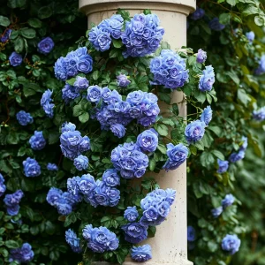 Роза плетистая Блю Перпл купить по цене от 540р. в интернет-магазине «Посадика» с доставкой почтой в в Нижняя Салдае и по всей России – [изображение №1].